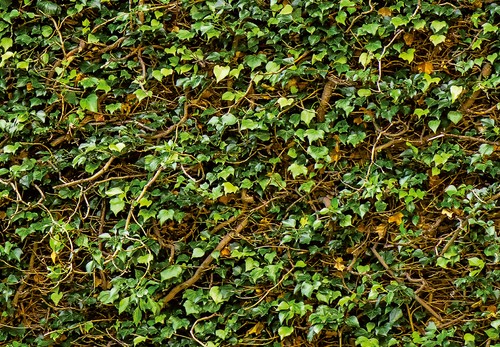 Climbing IVY Wallpaper 144"x100" Removable Wall Mural Plant Green Grass Backdrop - Picture 2 of 5