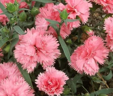 CARNATION CHABAUD LA FRANCE Dianthus Caryophyllus - 200 Bulk Seeds