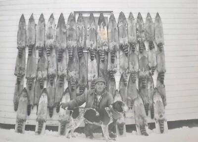 ORIGINAL 1950s PHOTO MAN HUNTING DOG RACCOONS PELTS HANGING SNOW 5 X 3.5  F