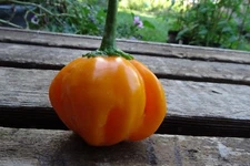 Aji Dulce Sweet Caribbean pepper