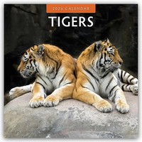 Red Robin | Tigers 2026 Square Wall Calendar | Taschenbuch | Englisch | 14 S.