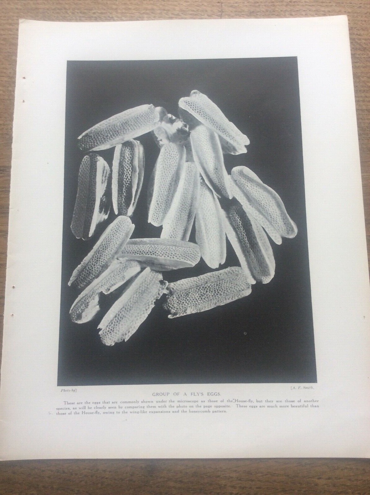 House Fly Eggs Insect 1912 print A4 size Free UK Postage | eBay UK