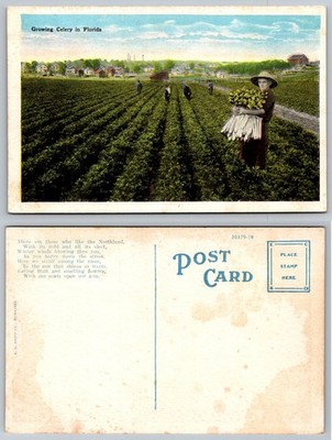 Vintage Postcard Growing Celery Florida Farm Field E.C. Kropp Agriculture