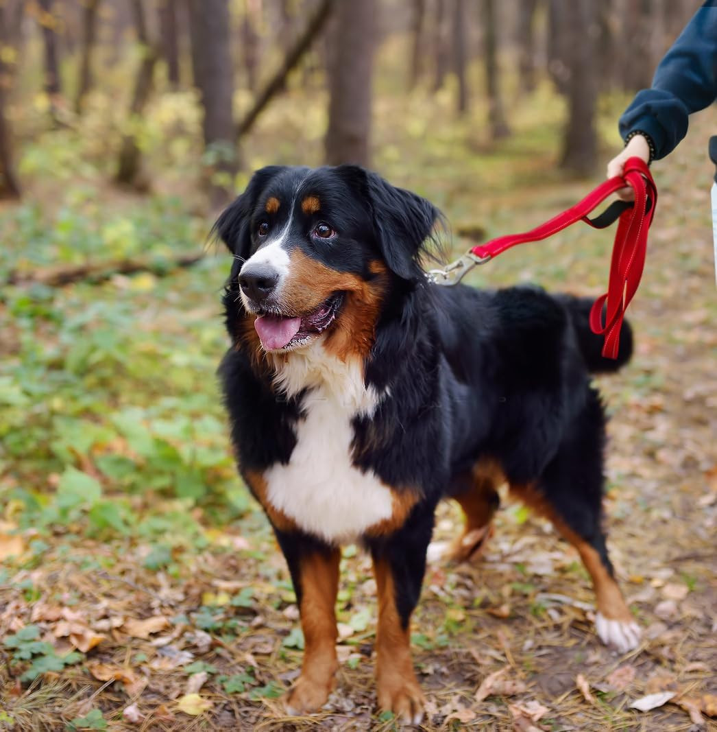 4FT 1IN Strong Red Dog Leash with 2 Padded Handles, Traffic Handle Extra Control