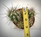 Echinocereus pacificus 4” potted cactus Spiny Hedgehog Giant Claret-Cup — photo 5