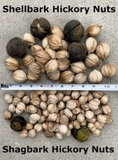 SHELLBARK HICKORY NUT SEEDS (5 Nuts) Farm Fresh From MO 2025 'aka'  BIG SHAGBARK