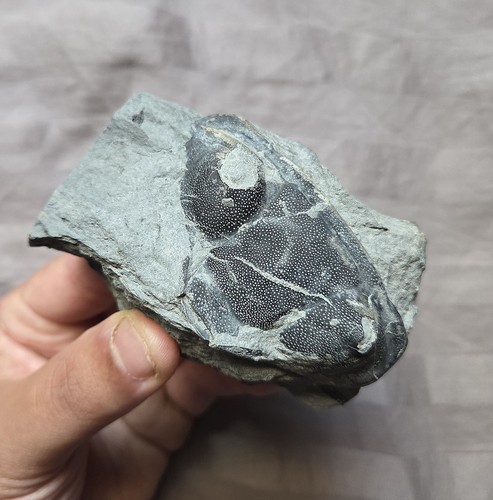 Rare Nice Dipleura Fossil Trilobite Head Windom Shale New York
