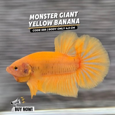 GIANT yellow 5cm Big Betta fish plakat aquarium beauty - indonesia