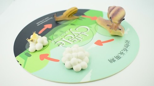 Life Cycle of a Land Snail Figure Model Realistic Educational 3.5" CH491 BB150 - Video 1 von 1
