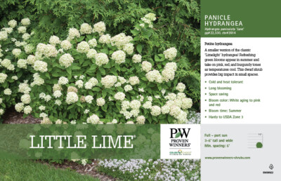 LITTLE LIME Panicle Hydrangea PP#22330 | eBay
