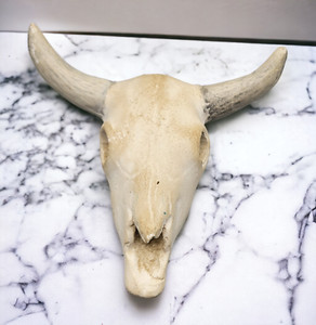 Ceramic Cow Skull | eBay