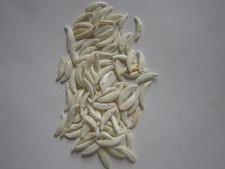 50 Coyote Teethfangs Drilled Crafts Beads Jewelry Bones 50 Coyote Teethfangs Drilled Crafts Beads Jewelry Bones