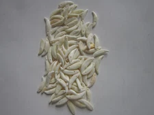 10 Coyote Teeth/Fangs Drilled Crafts Beads Jewelry Bones