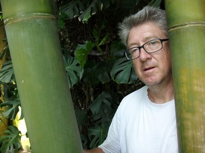 lavamulch bambus Bambusa multiplex Alphonse Karr Bamboo