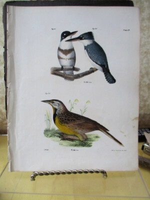 Vintage Print,NY Nat'l.Hist.,Birds,1844, KINGFISHER; MEADOWLARK, J.W.Hill