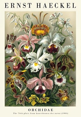 The Nature Collection Set of Three Vintage Ernst Haeckel Botanical Prints 3 Clas
