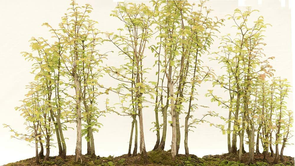 25 Redwood Bonsai Tree Seeds Sequoia Bonsai Seeds | eBay