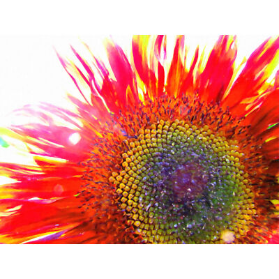 Roter Sonnenblumenkopf Nahaufnahme großer Wandkunstdruck