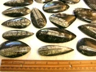 Orthoceras fossils polished bigger 2-4 inch 6 piece lots 400 million years old
