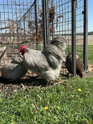 NPIP English Lavender Orpington Hatching Eggs 10++
