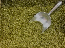 MUNG BEAN SEEDS 250+ Sprouting Micro Greens OR Plant Gardening