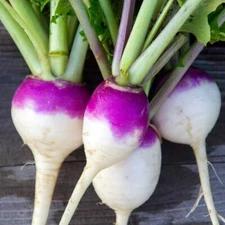 1200+ Turnip Seeds Non-GMO Vegetable Garden Seeds from USA