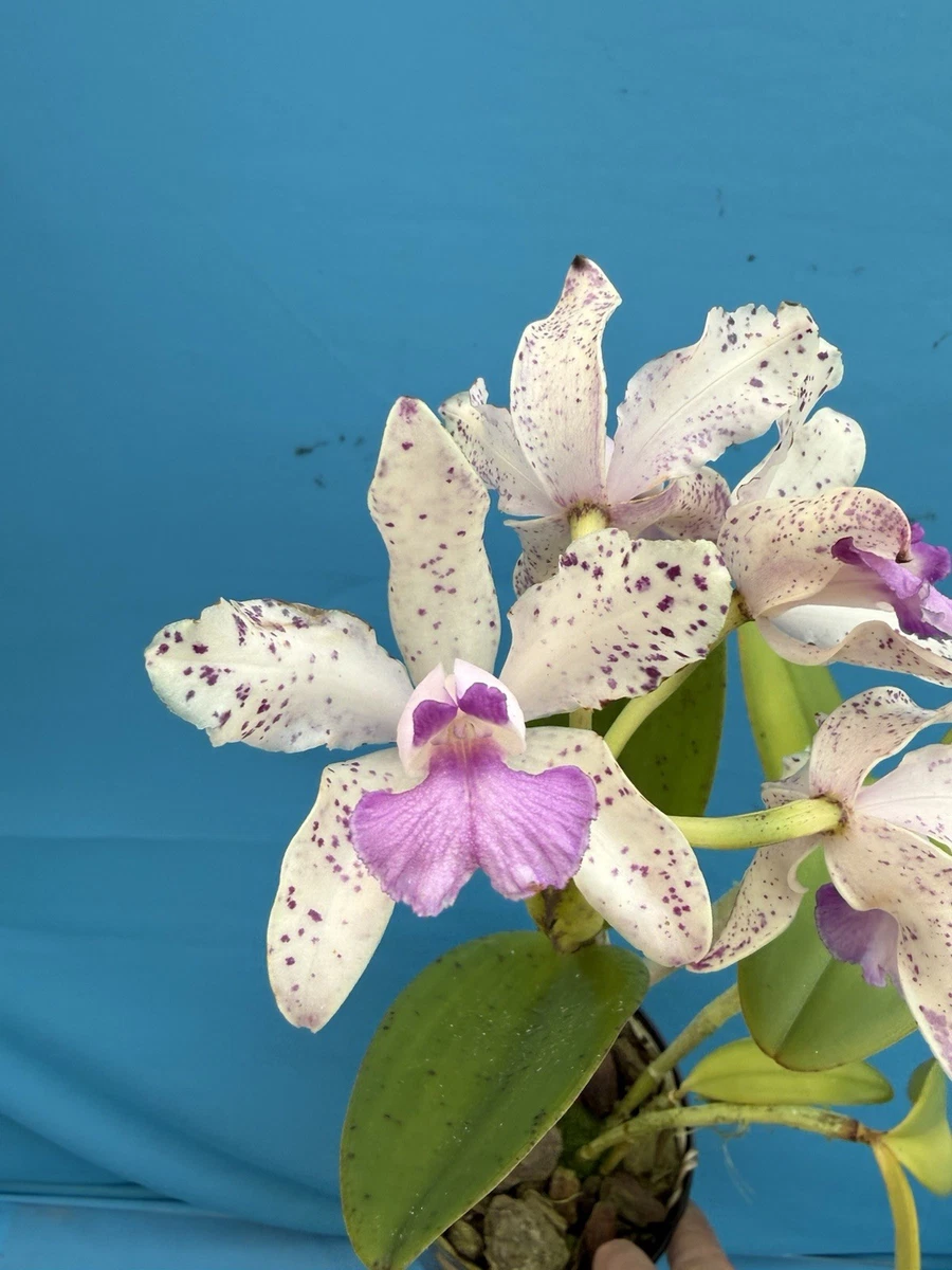 Spring Evergreen Cattleya Orchids for sale | eBay