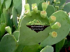 Organic Prickly Pear Cactus 6 LG Pads Spineless 
