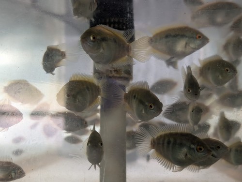 Rainbow Cichlid 2", Live fish, Tank bred - Picture 4 of 5