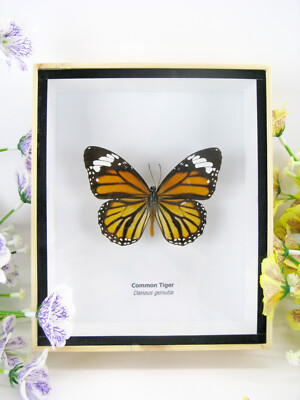 Common Tiger - Real Butterfly, Prepared in a 3D Display Case - Museum Quality