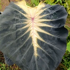 Colocasia Bulb Sunset New Hybrid Tuber (Includes All Import Duties And Taxes)