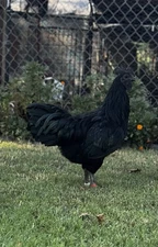 6+ Ayam Cemani Hatching Eggs Rare All Black Chicken
