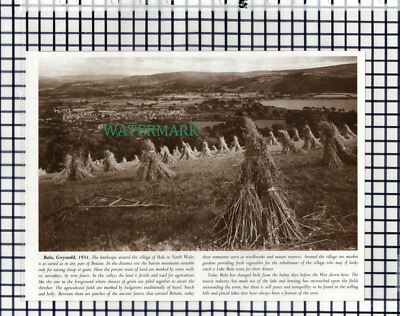 (7850) Bala Gwynedd Nordwales - 80er Jahre Steckling