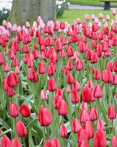 Tulip Bulbs , Red Tulip Bulbs , Country Creek brand. - Image 3 of 3