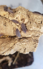 20 Powder Blue Isopods - 24.99 Porcellionides pruinosus , Feeder Bugs