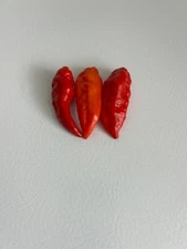 40+ Red Datil Hot Pepper Seeds Heirloom  Prolific  No Pesticides