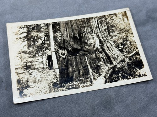 1943 Postcard "4 Men Sawing Down 9' Dia Cedar, Washington" PFC from Camp Adair - Picture 2 of 4