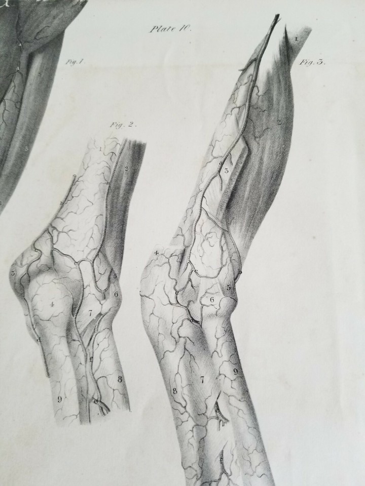 19.5" X 12" W.Fairland Anatomy Engraving Print From 1837(UNIVERSITY OF