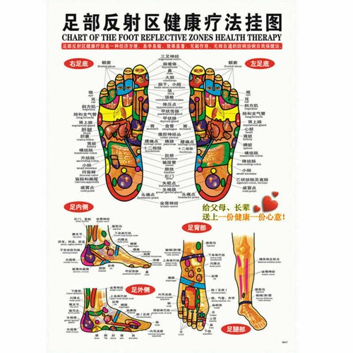 7pcs English Acupuncture Meridian Acupressure Points Posters Chart Wall Map - Picture 8 of 11