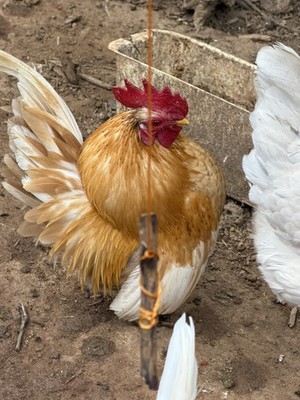 6 +  small Show Quality Serama chicken Hatching Eggs