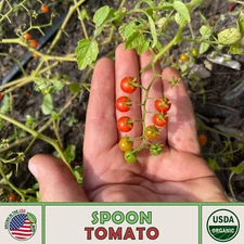 10 Spoon Tomato Seeds, World's Smallest Tomato, Organic, Heirloom, Genuine USA