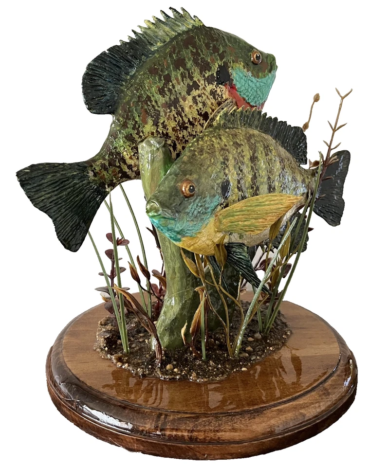 Branquias azules, branquias azules macho y hembra, peces sartén, mierdas, peces luna Foto 3 de 4