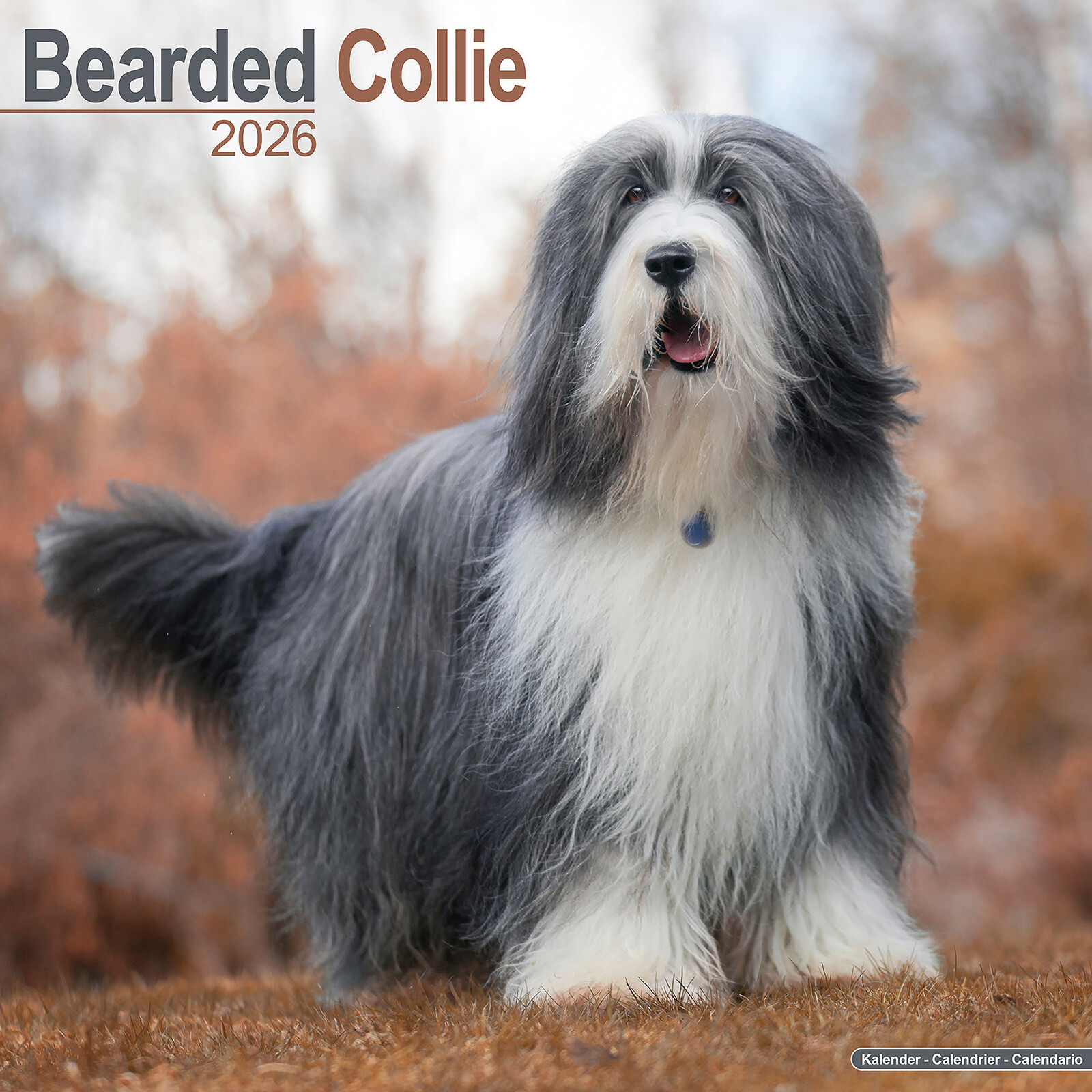Bearded Collie 2026 Calendar | Dog Breed Gift Wall 15% OFF MULTI ORDERS