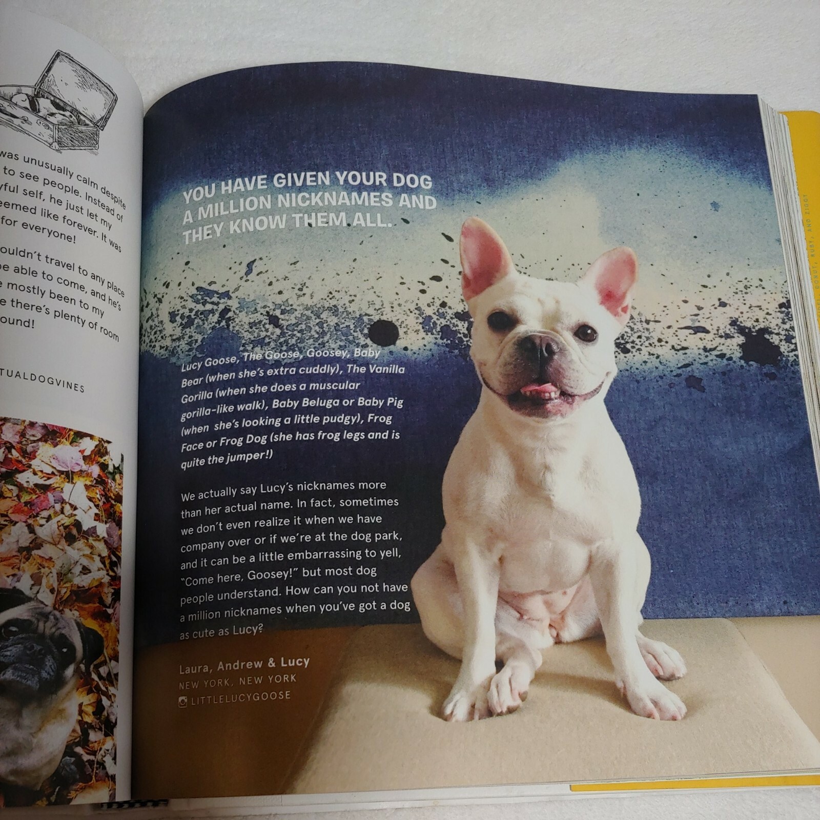 Do Dogs Understand Nicknames