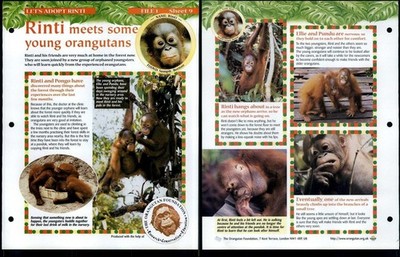 Rinti Meets Orangutans #9 Lets Adopt Animals, Animals, Animals Fact File Page