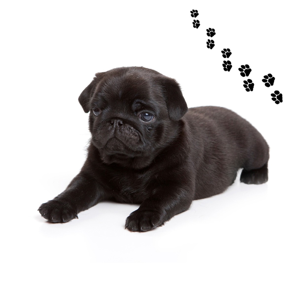 Открывалка для банок Andreas с круглым силиконовым ковриком черный мопс 625 дюйма 2490₽