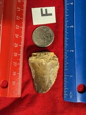Fossil Dinosaur Mosasaur Mosasaurus Tooth Giant Large 70 million years old