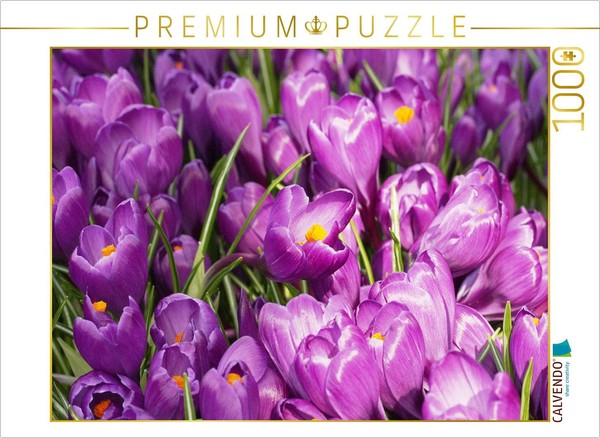 Calvendo Puzzle Purple Crocuses | 1000 Pieces, Finished Size 25.2 × 18.9 In (64-image
