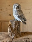 Archipelago Little Owl Bird Sculpture 31cm High Handmade Wood Carving