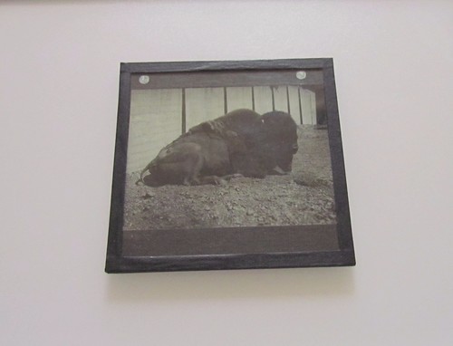 Linterna mágica de vidrio diapositiva BÚFALO O BISONTE C1910 FOTO ZOO - Imagen 2 de 2